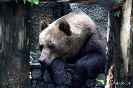 «Медведь Савелий уже не встает»: аткарчане возмутились условиями, в которых содержатся животные в местном зоопарке