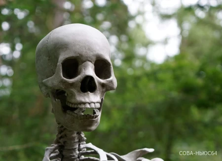 Череп и кости: жители Балашова нашли человеческие останки