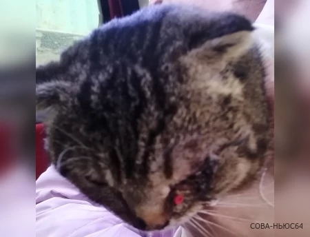 «У меня погиб кот, у соседей убили двух котов»: в Пугачеве неизвестные открыли сезон охоты на домашних животных