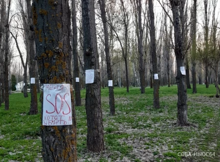 Балаковцы пожаловались Путину: ради футбольной академии местные власти собираются вырубить парк