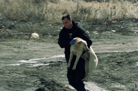 152 бездомные собаки были отловлены и удалены с улиц Саратова