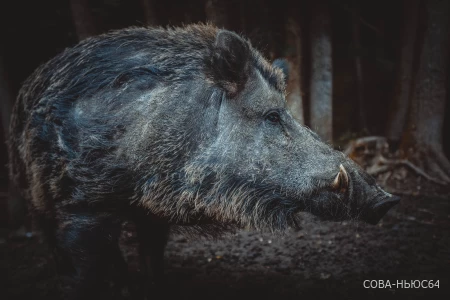 После массовой гибели кабанов в Саратовской области введен карантин по чуме свиней