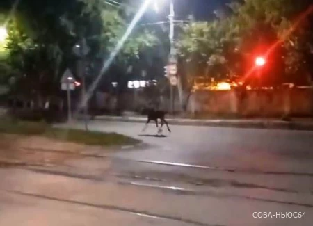 «Это Рашкин выпустил!»: очевидцы запечатлели в Саратове бегущего по улице лося
