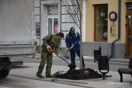 "И на камнях растут деревья": экологи саратовской мэрии проверили вязы на проспекте Столыпина