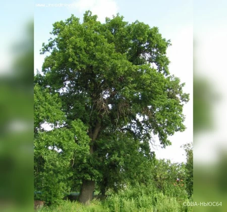 Саратовский великан поборется за звание «Дерево года»