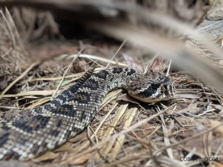 Время гадюк: саратовцы предупреждают в соцсетях – в лесах появились змеи