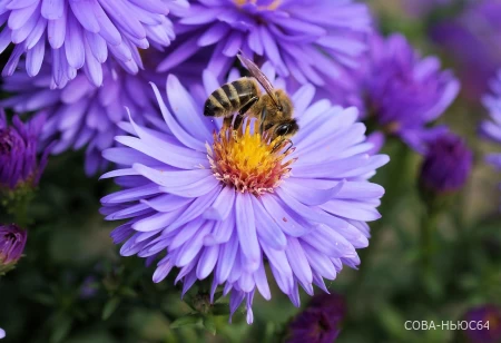 Массовая гибель пчел из-за распыления пестицидов произошла в Лысогорском районе