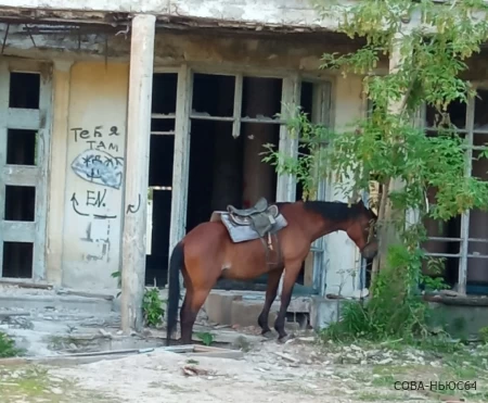 В Энгельсе лошадей паркуют у заброшенного «Дома офицеров»