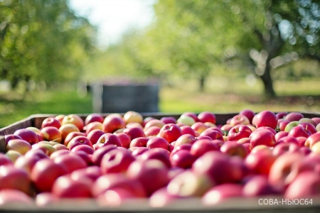 В Саратовской области за неделю выросли цены на яблоки и огурцы