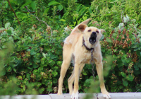 На жительницу Балаково напала стая бродячих собак