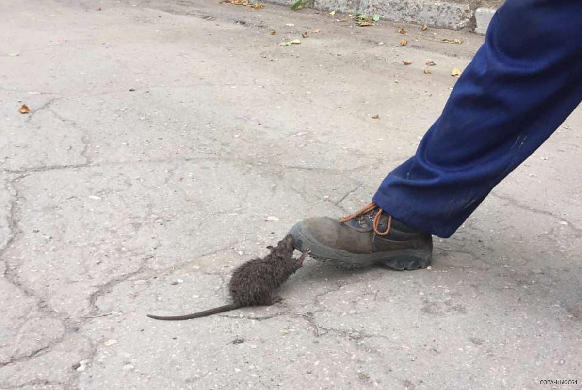 В саратовской канализации нашли агрессивную крысу