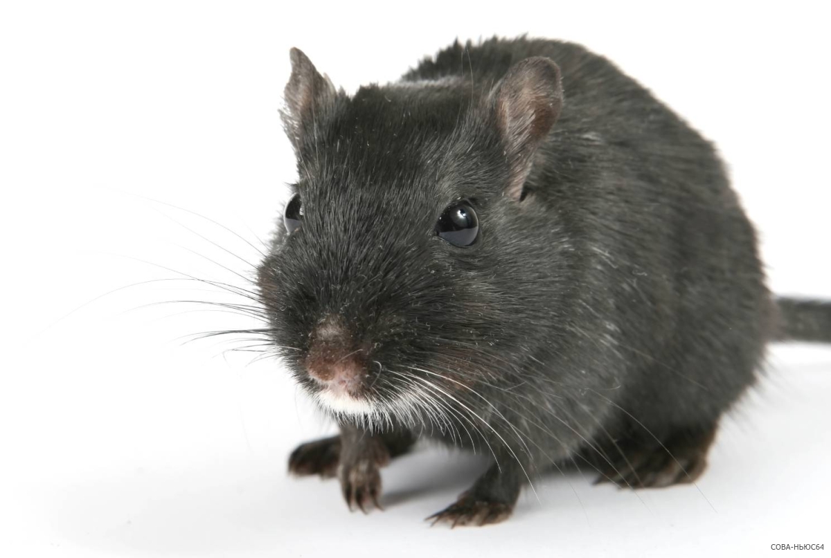 В Саратове крыса укусила мальчика 9 лет