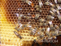 В преддверии Медового Спаса в Саратове открылась ярмарка пчелопродуктов