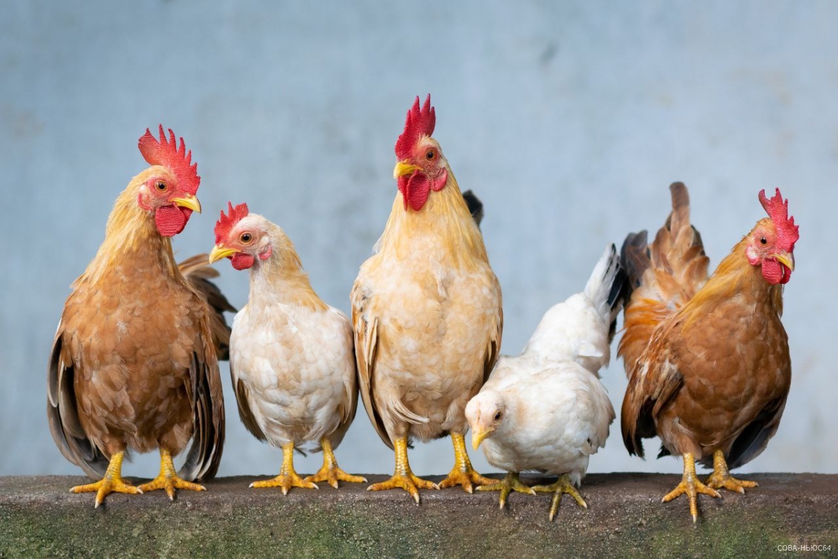 Производительность саратовской птицефабрики увеличится вдвое