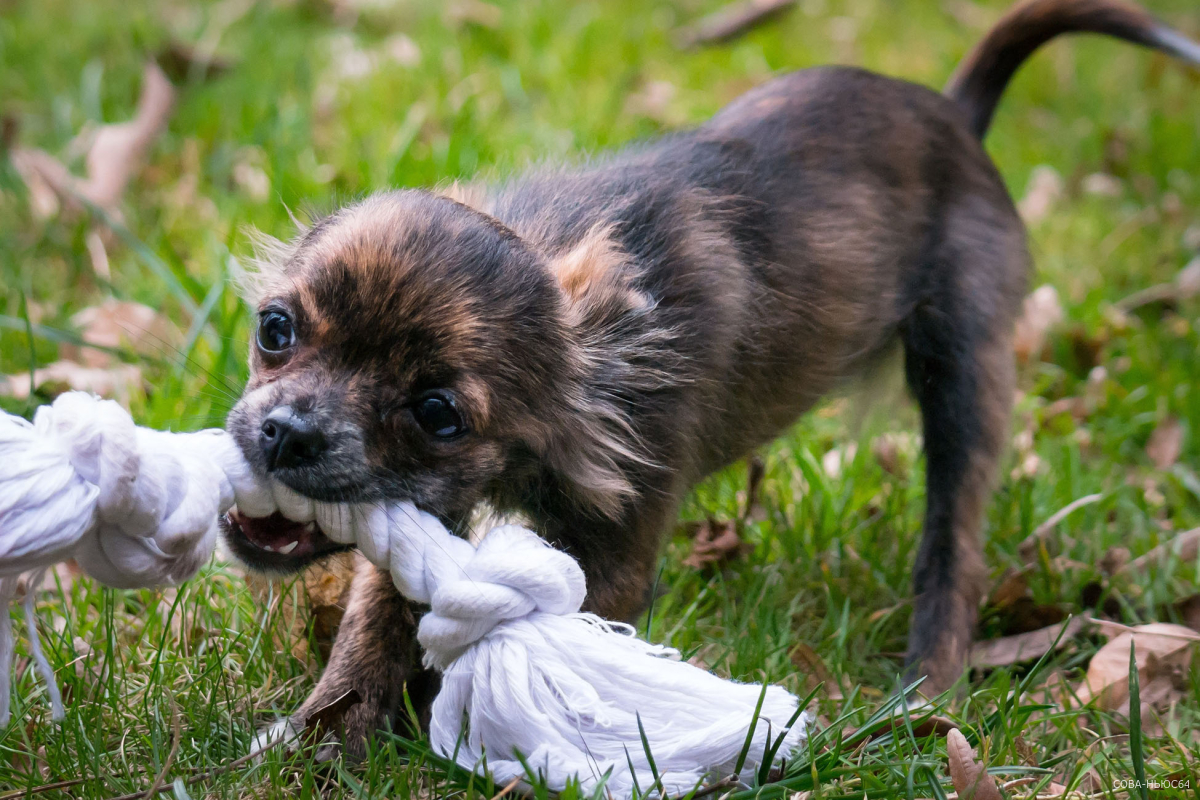 Травмированной бродячими собаками саратовчанке выплатят 30 тысяч рублей