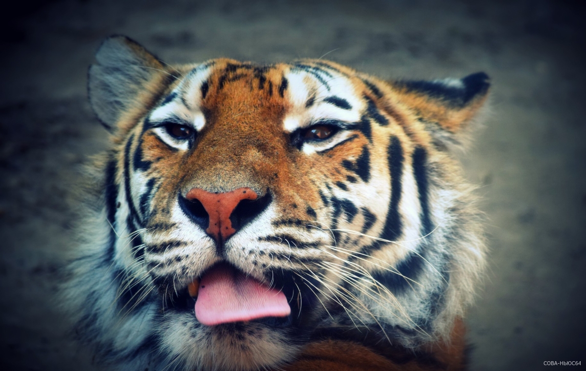 Зоозащитники и общественники инициировали расследование по изъятию тигрицы Авроры у владельца