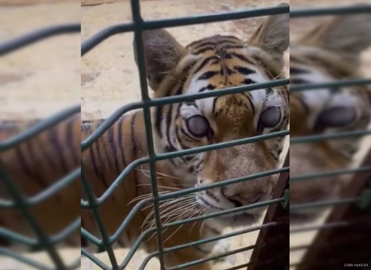 Ослепшую тигрицу из Саратова осмотрят подмосковные офтальмологи