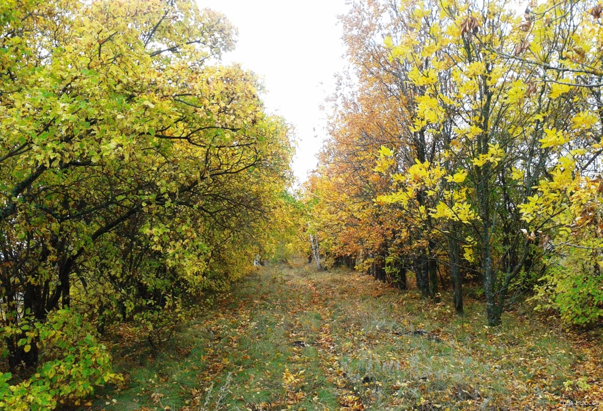 В Саратовской области лесной фонд восстанавливают опережающими темпами