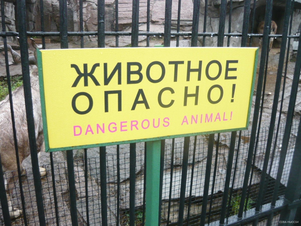 Слепую тигрицу Аврору из Саратова заберут в Московский зоопарк