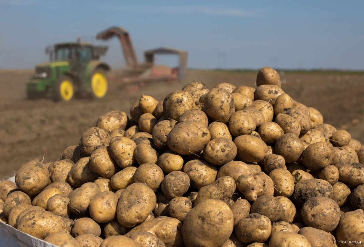 В Саратовской области вырастили почти 130 тысяч тонн картошки