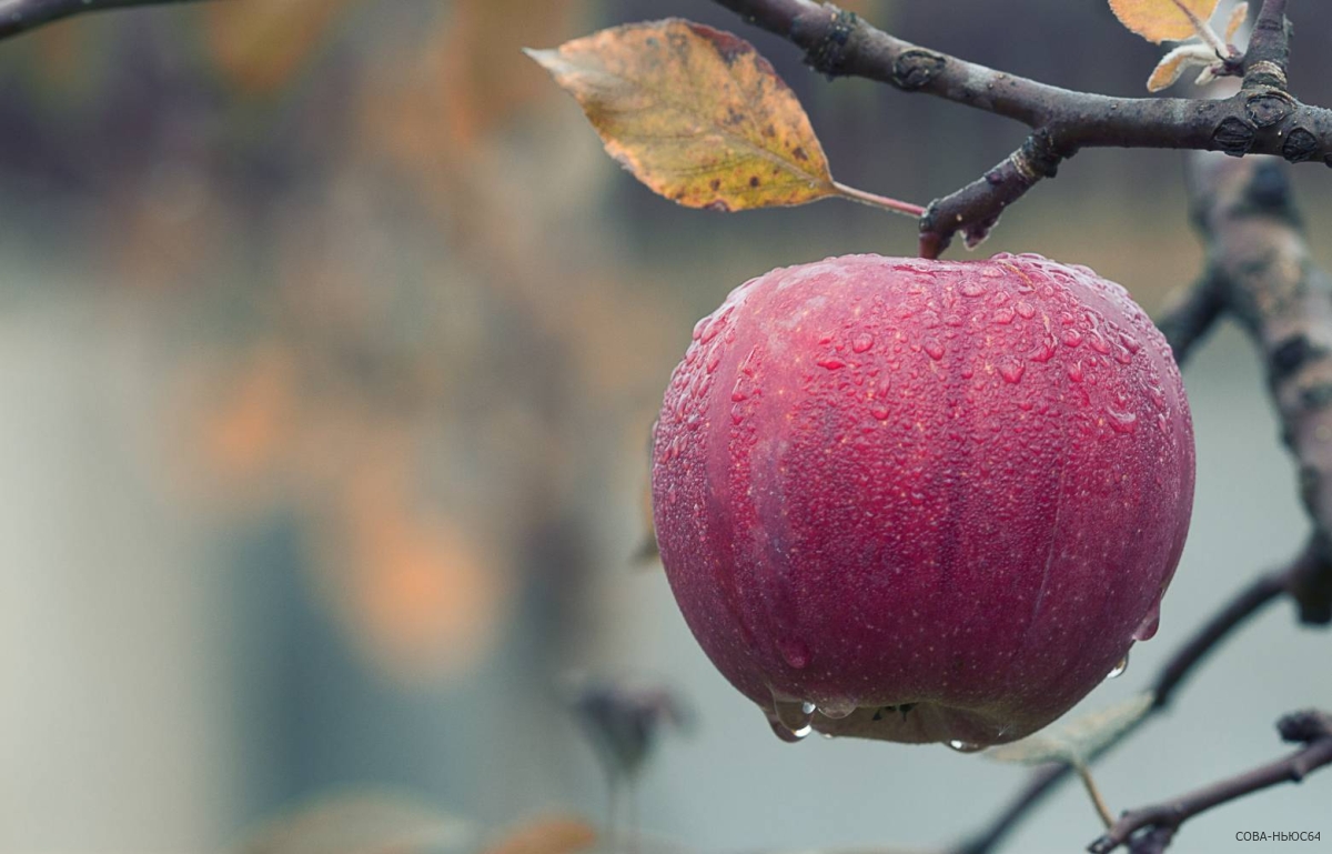 В Саратовской области выросли в цене яблоки и огурцы за минувшую неделю