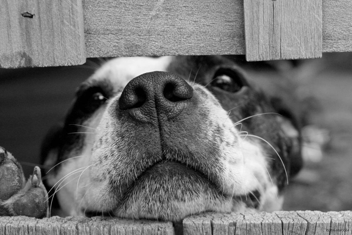 Приют для бродячих собак построят в Балаково