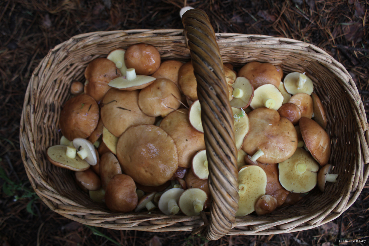 В Энгельсском районе три саратовчанки отравились грибами