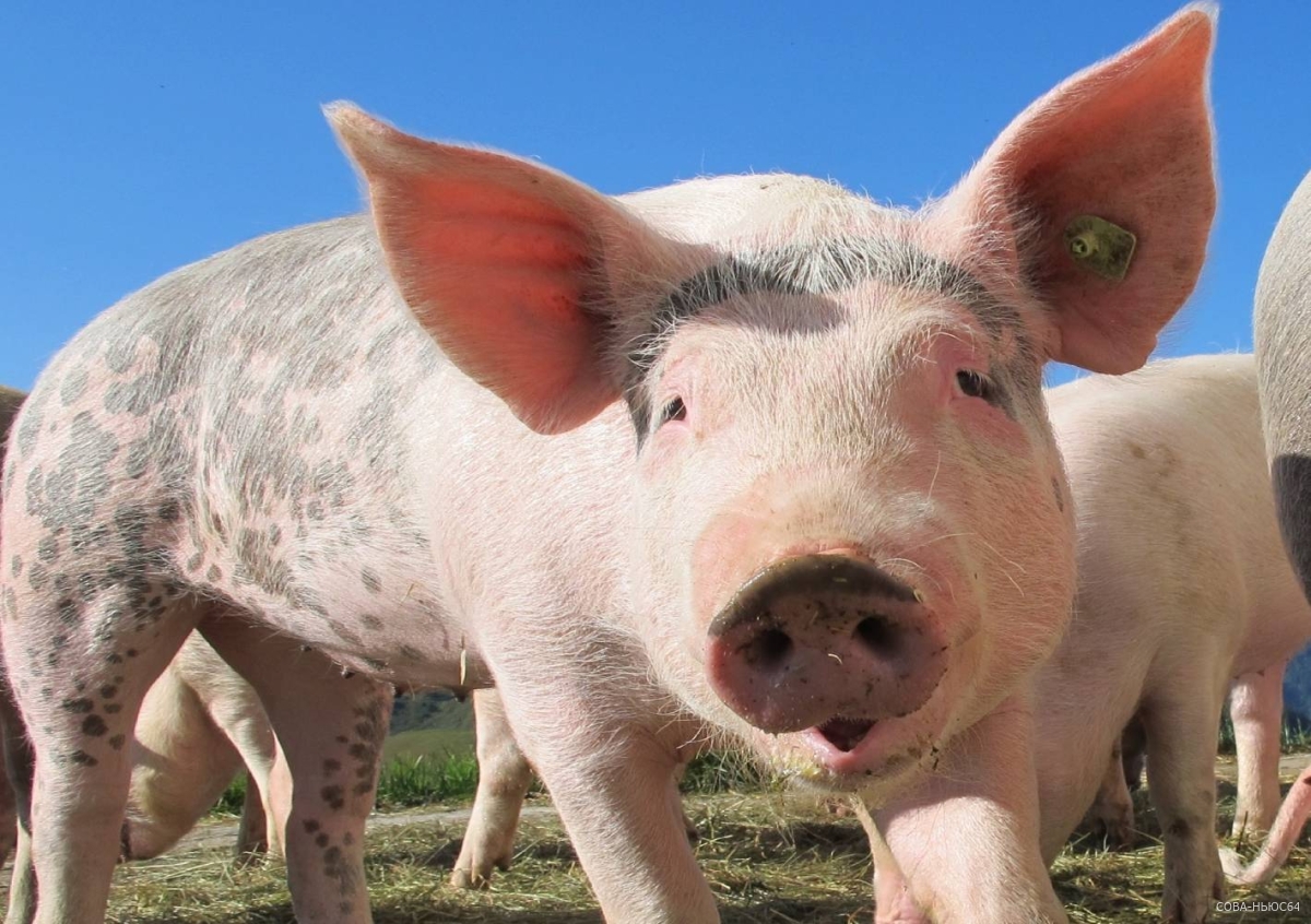 В Россельхозе назвали причины серьезной вспышки АЧС на свинокомплексе «Хвалынский»