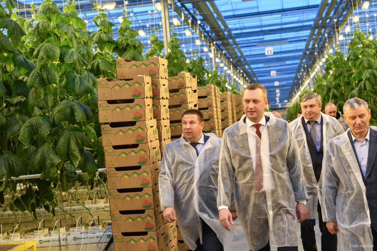 Саратовский тепличный комплекс удвоил производство овощей