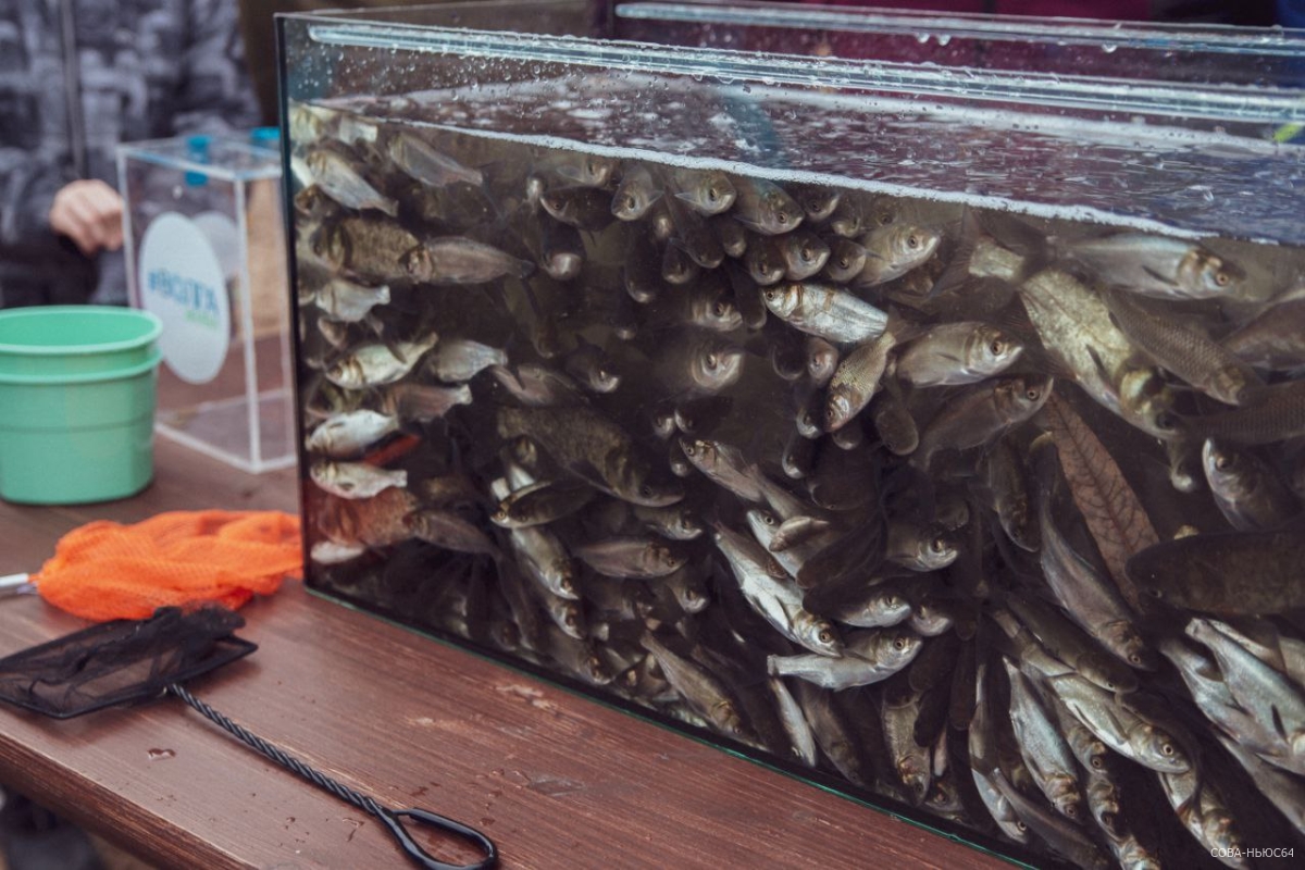 Саратовские экоактивисты выпустили в Волгу 75 тысяч мальков травоядных видов рыб