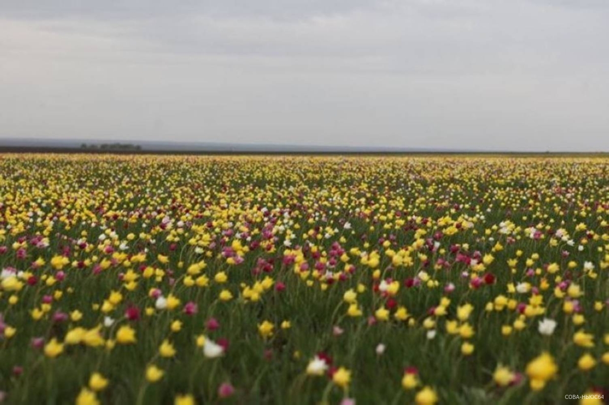 Саратовские луга с тюльпанами Геснера стали памятником природы