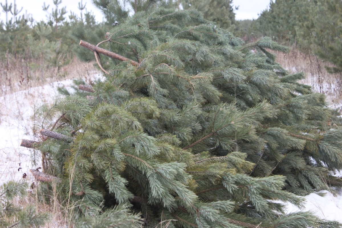 Для Нового года 17 тысяч елок вырубят в Саратовской области