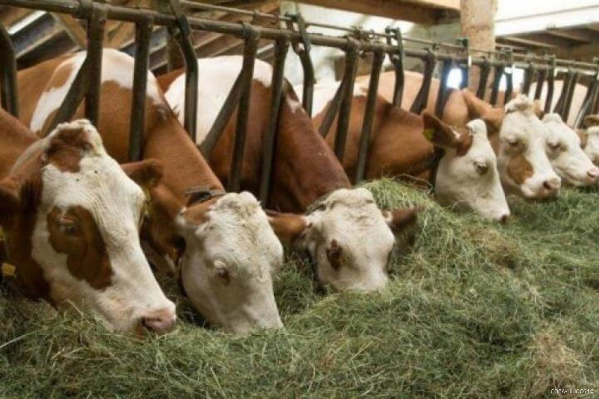 На 600 граммов больше молока в сутки стали давать саратовские коровы