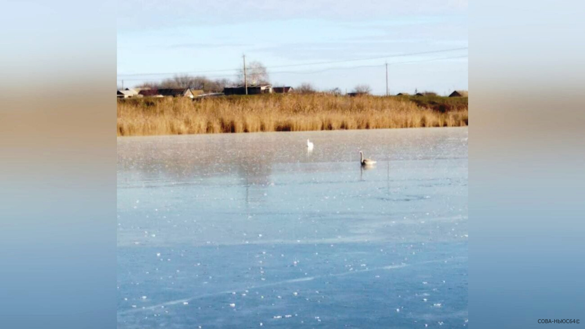 Под Саратовом на водоеме лебеди вмерзли в лед