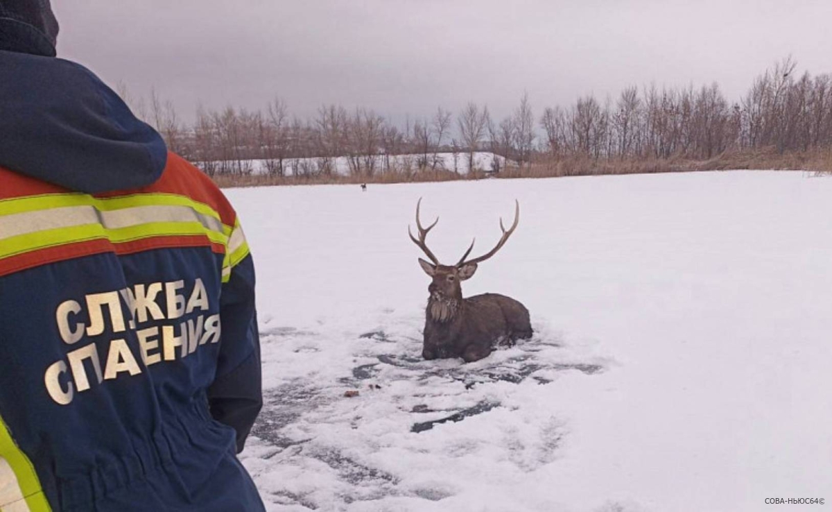 Спасатели вызволили оленя из ледяной западни на Волге