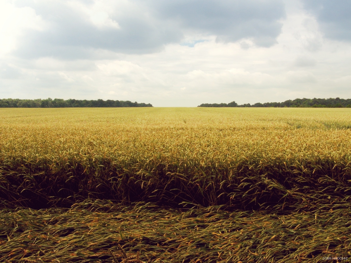 В Саратове обсудят перспективы экспорта местного урожая зерна