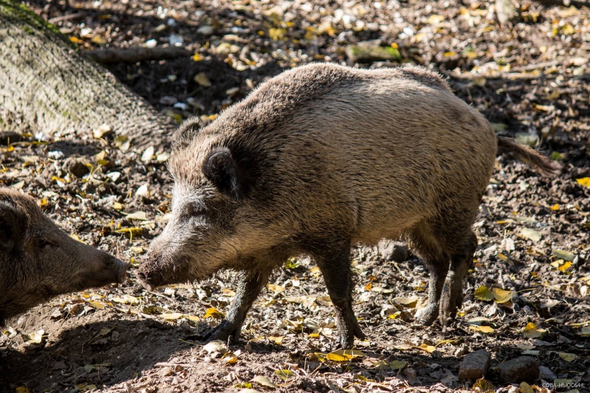 Чуму свиней обнаружили у диких кабанов в Красноармейском районе