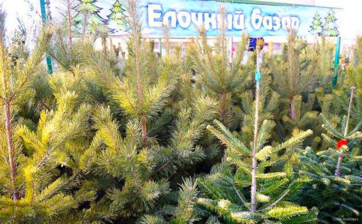 Жителей Энгельсского района пригласили на елочные базары с 15 декабря