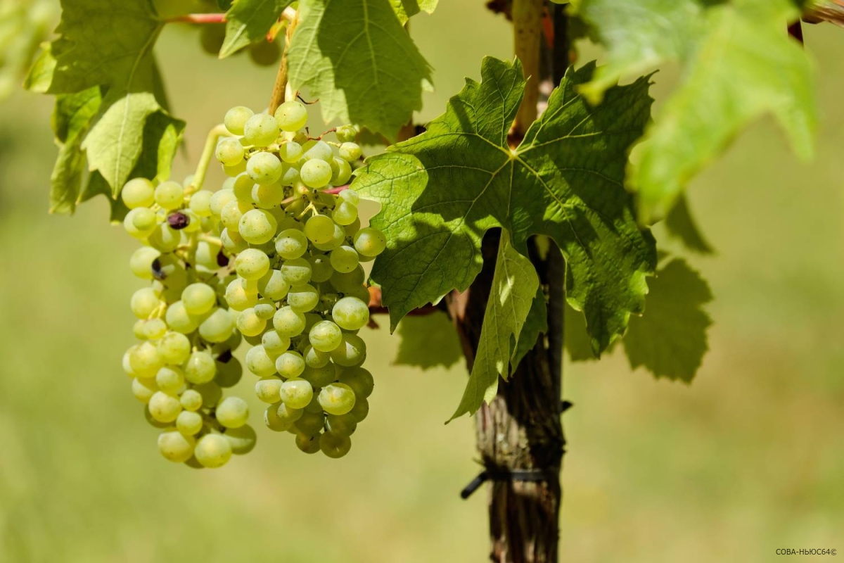 Курс на развитие виноградарства взяла Саратовская область