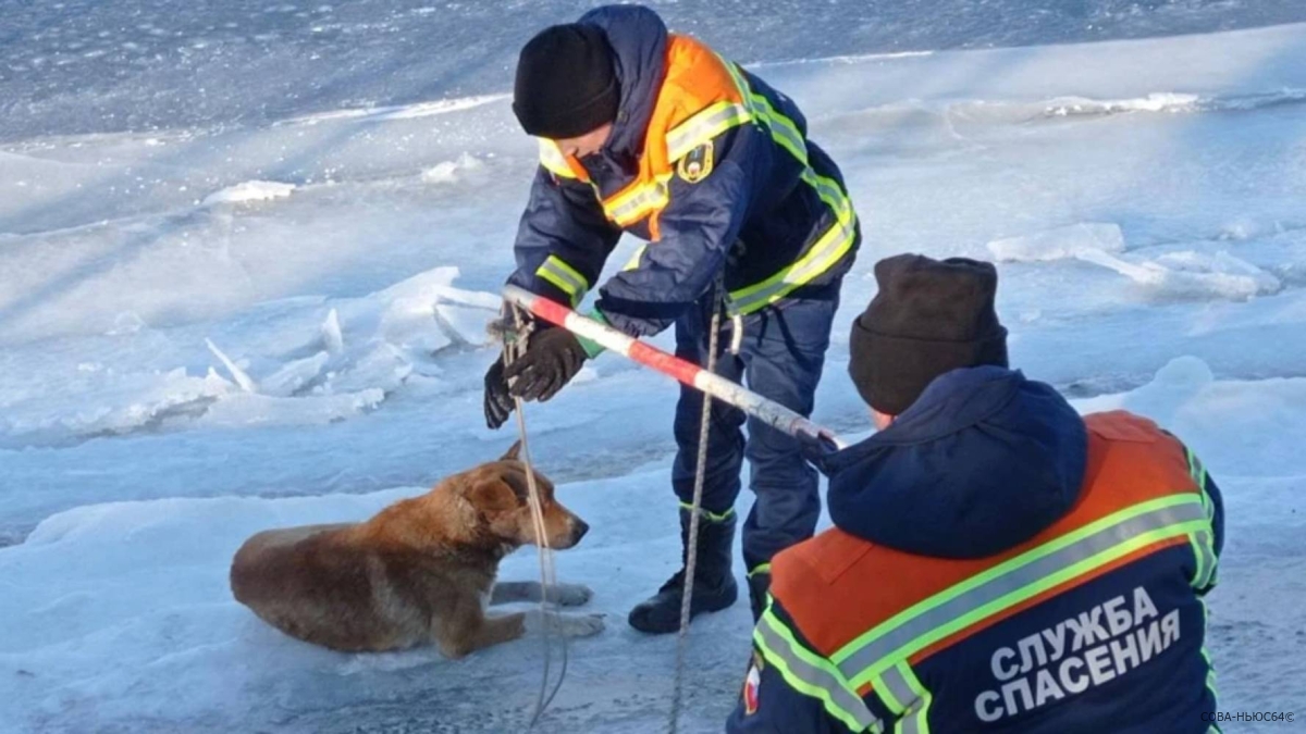 Примерзшей ко льду собаке на Волге пришли на помощь спасатели