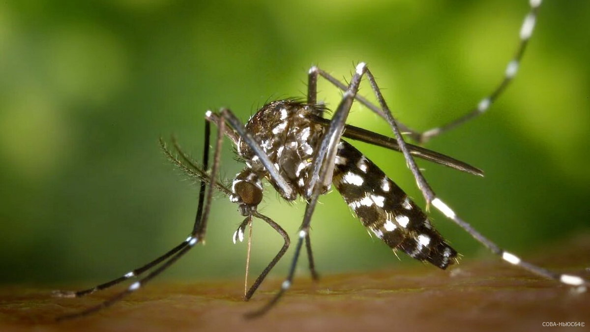 Полчища комаров поселились в многоквартирном доме в Энгельсе