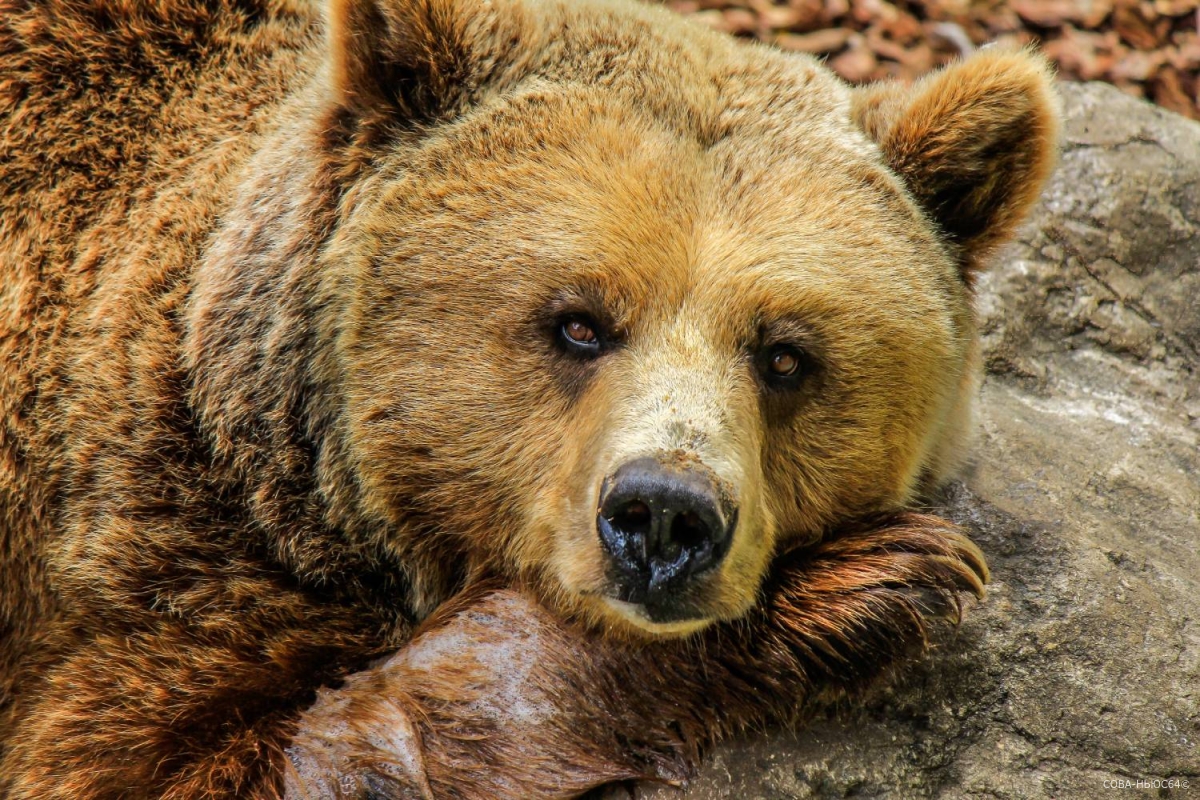 Бусаргину пожаловались на бегство медведя из охотхозяйства «Заячьи ушки»