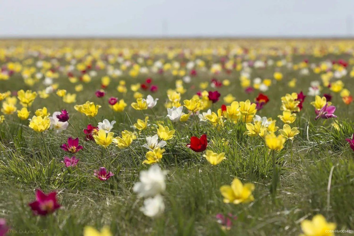 Памятником природы объявят тюльпанную степь Саратовской области