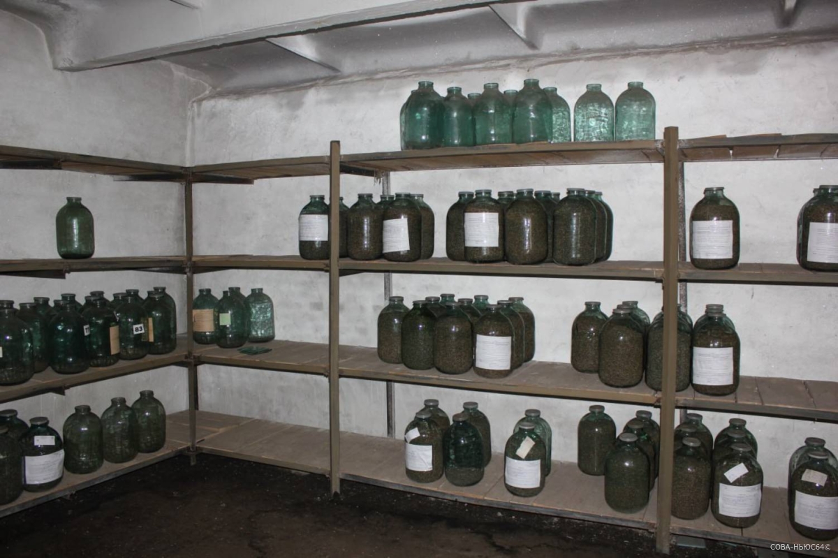 В уникальной шишкосушилке Саратовской области заготовили 27 тонн шишек
