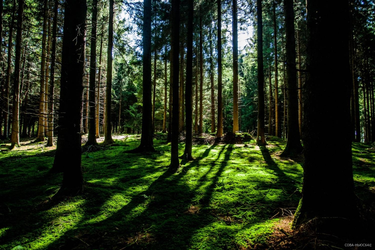 На 1,5 гектаров леса больше высадят в 2023 году в Саратовской области