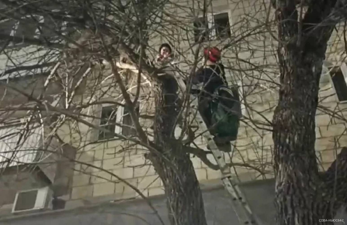 Нетрезвая женщина застряла на дереве и выбралась только с помощью спасателей в Саратове