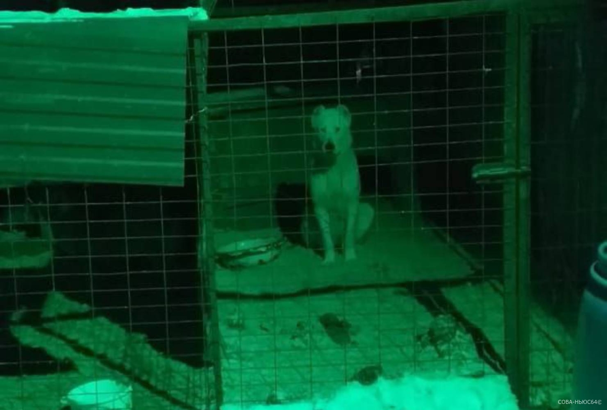 Трупы 80 собак и кошек обнаружили в частном приюте в Саратове