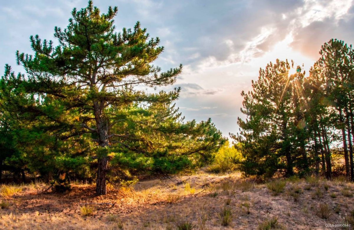 Дьяковский лес под Саратовом получит статус национального парка