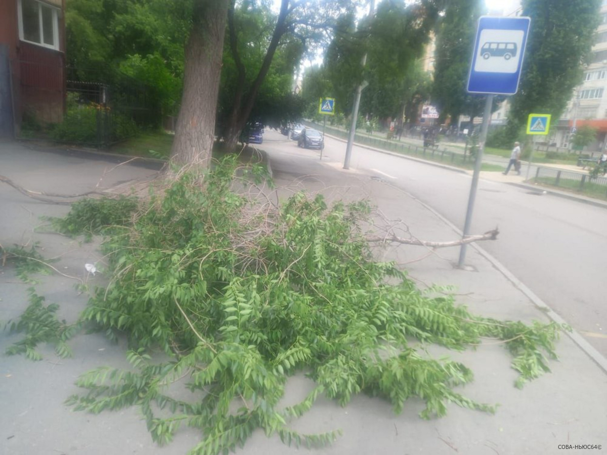 Жительница Саратова пострадала под упавшей веткой дерева