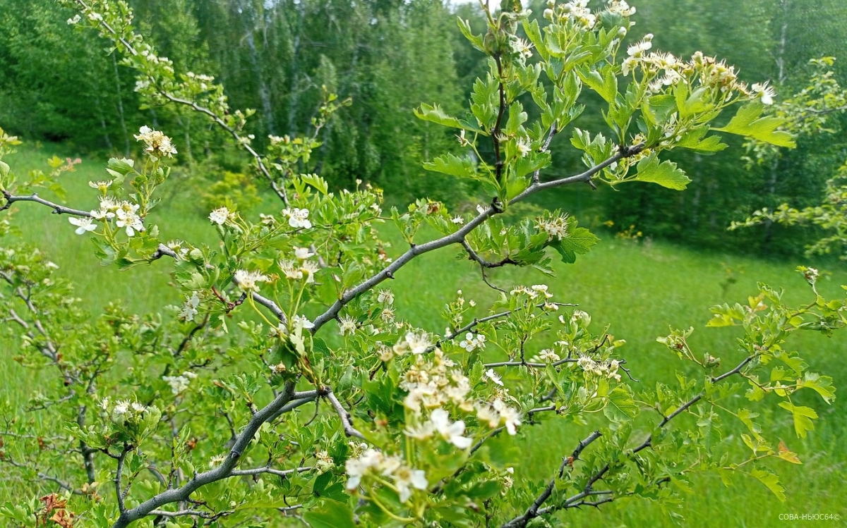 4 июня в Саратовской области потеплеет до плюс 31 градуса